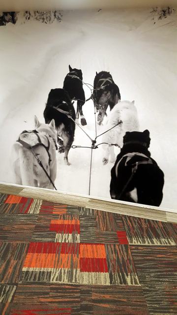 Photographic winter murals — hotel: Sled team mural